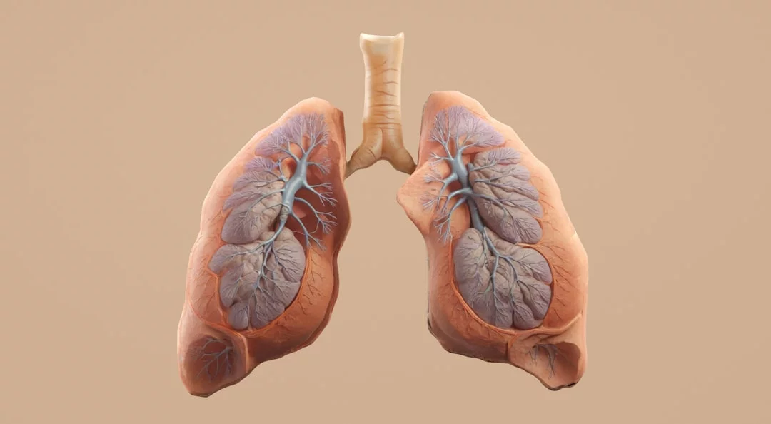 Human lungs and trachea diagram showing box breathing vs 4-7-8 effects on breathing and calm response