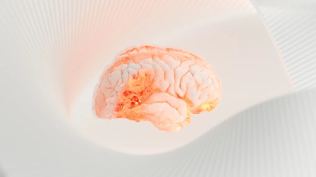 Can You Rewire Your Brain After 40? What Neuroplasticity Shows Human brain model on a white surface illustrating how long does it take to rewire your brain and brain aging