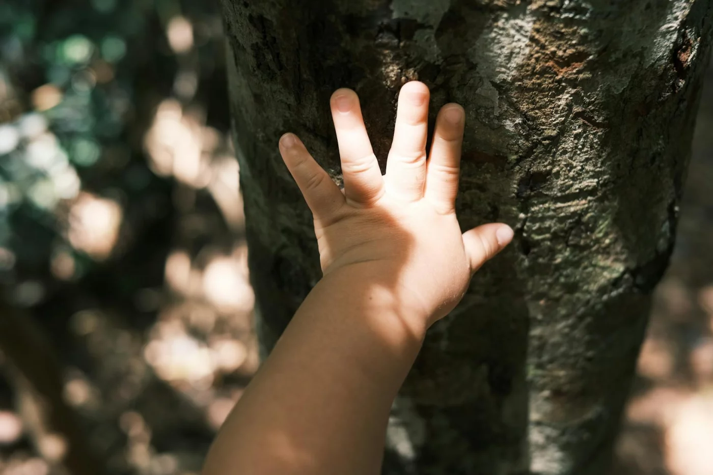 Child touching tree bark in a sunlit forest, showing how to do the 5 4 3 2 1 grounding technique outdoors