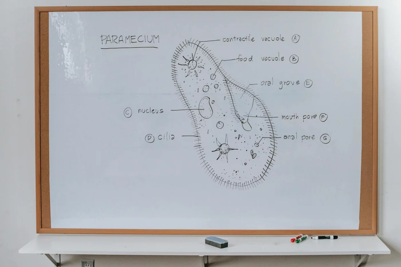 Whiteboard diagram of an infusoria organism illustrating how to study complex topics step by step