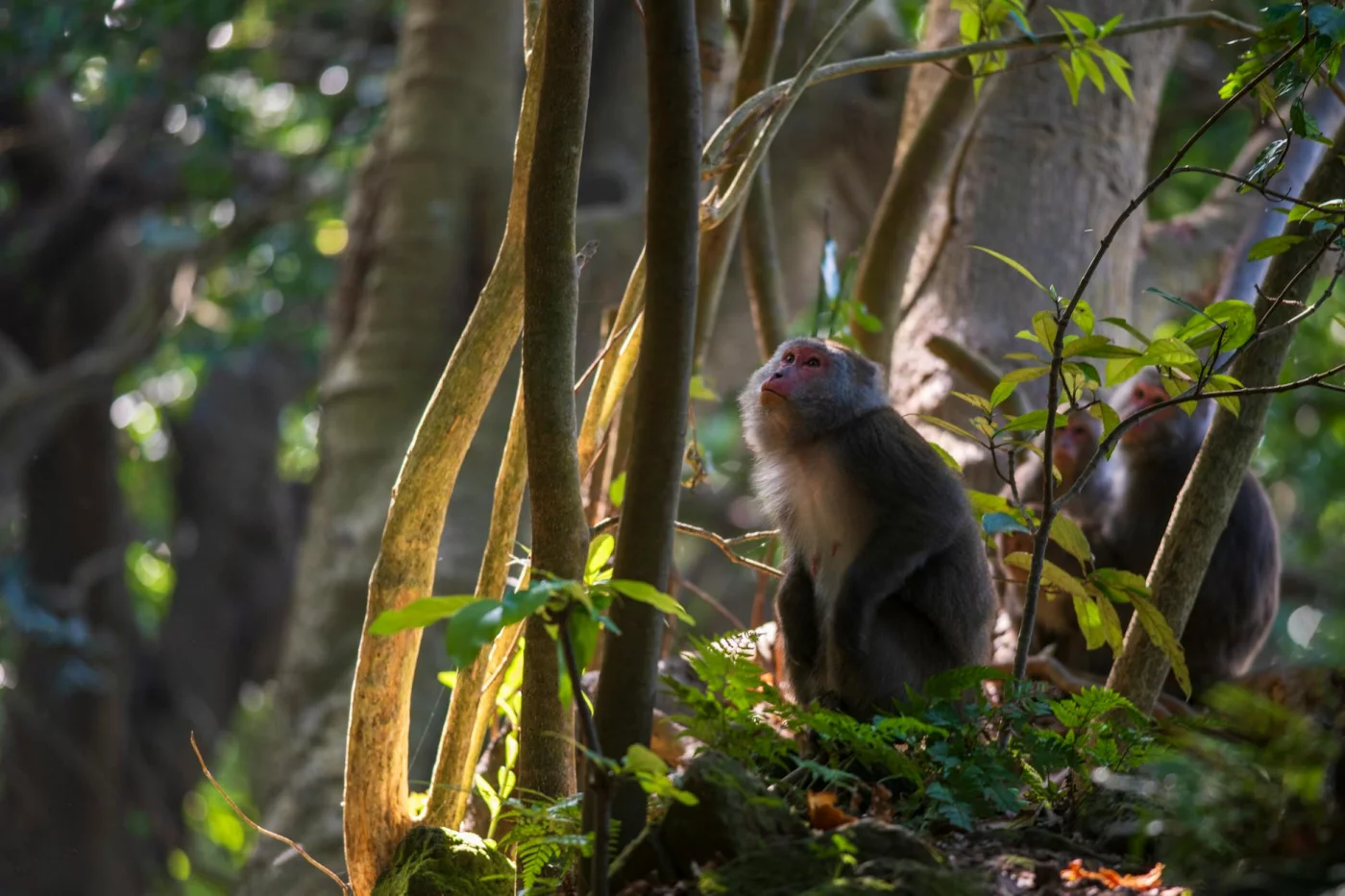 Formosan rock monkey in Taipei forest; what is the 90-minute ultradian focus cycle protocol with work and recovery breaks