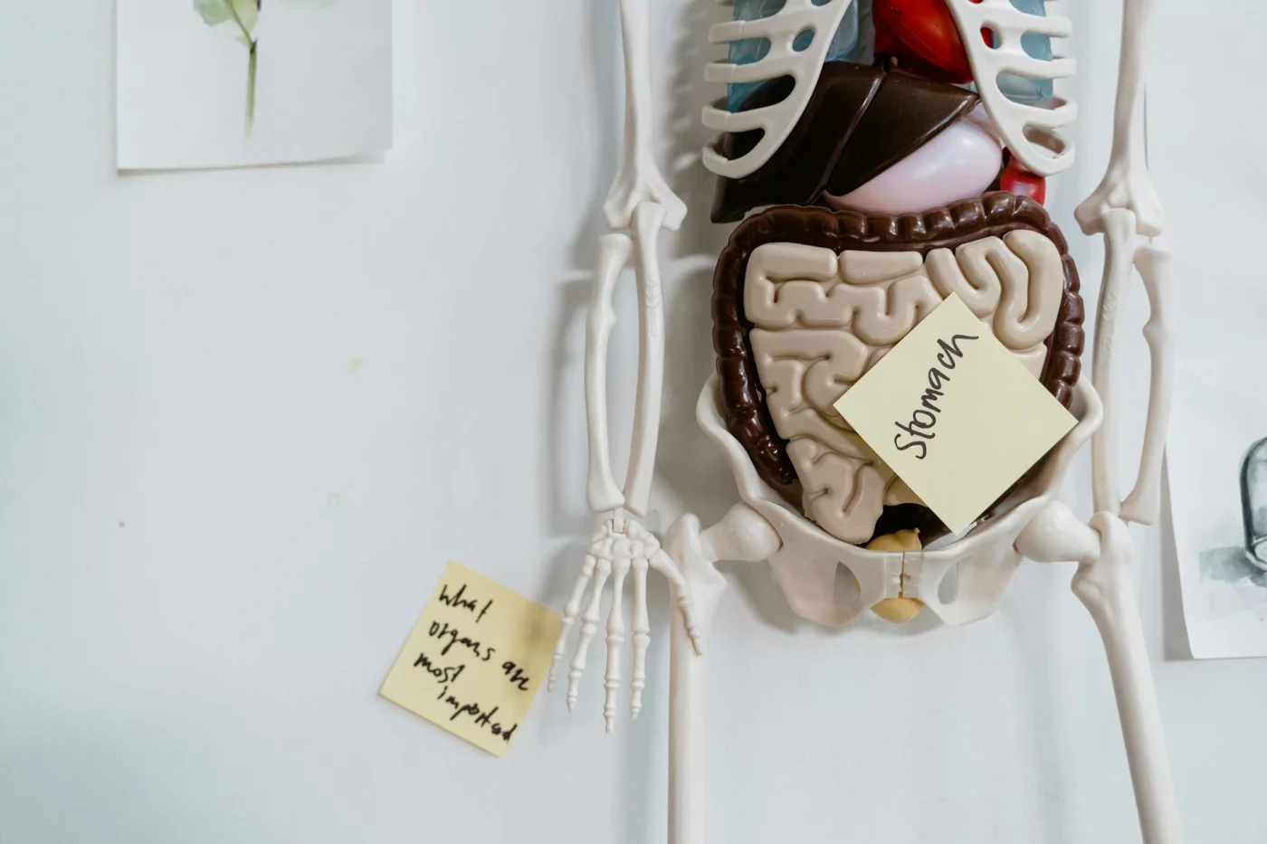 Active Recall for Medical School: A Practical Study Workflow Anatomical model with sticky notes on the stomach showing what is active recall mistakes med students should avoid