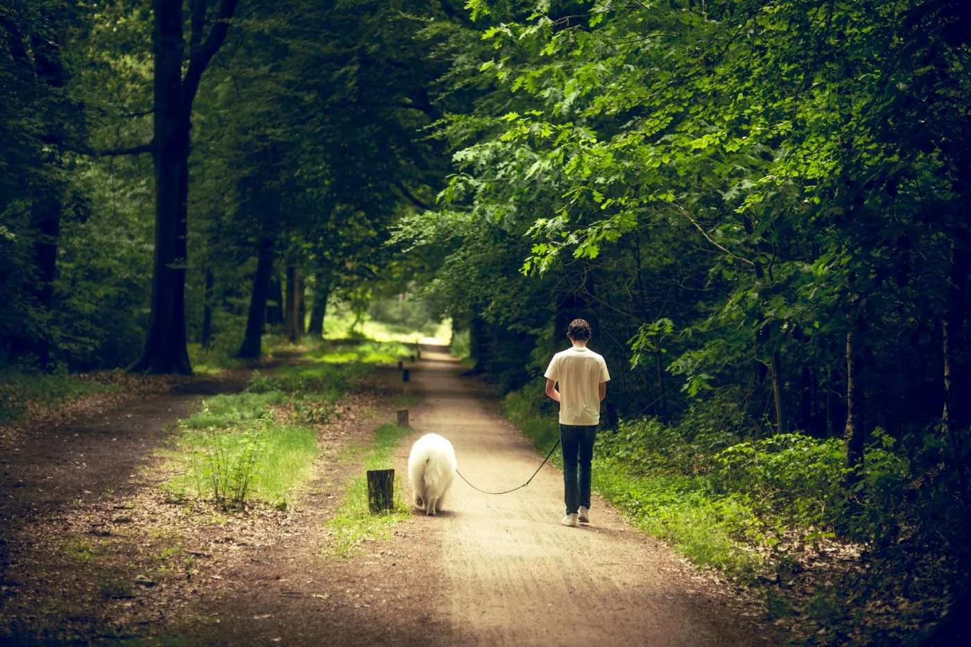 How to Meditate While Walking: A Beginner-Friendly Daily Practice Man walking a fluffy dog on a sunlit forest path, showing how to meditate while walking in everyday life