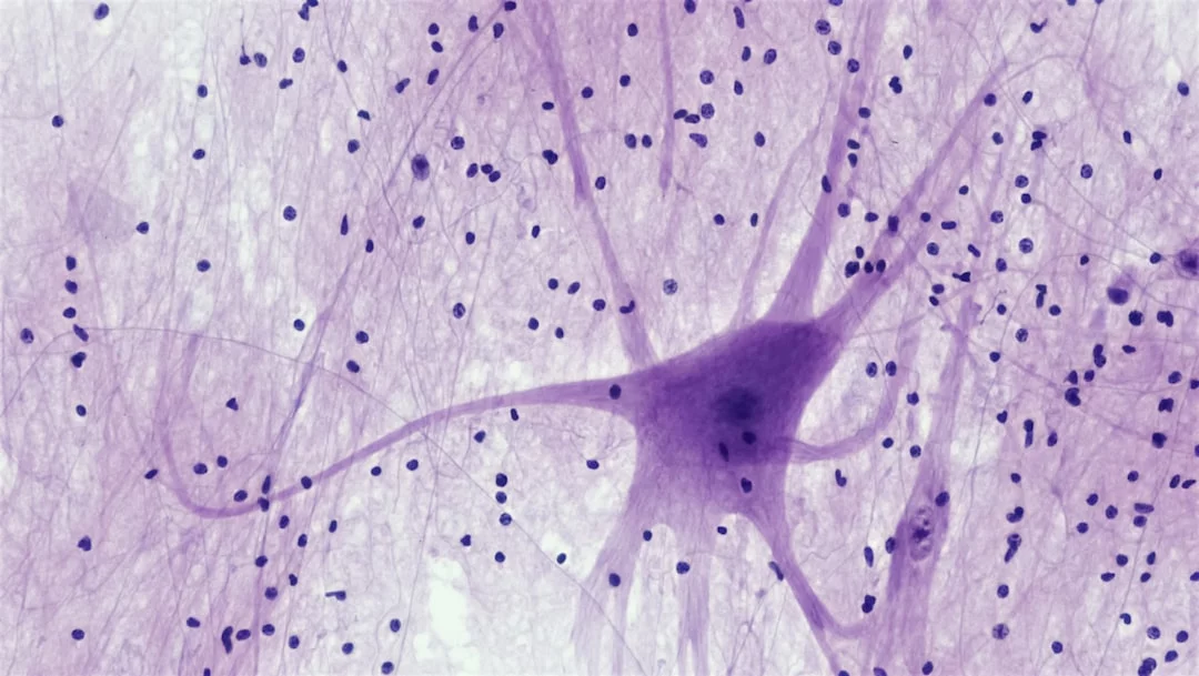 What Is an Engram? 7 Clear Facts About Memory Traces Spinal cord motor neuron illustrating what is an engram in psychology through memory trace signaling