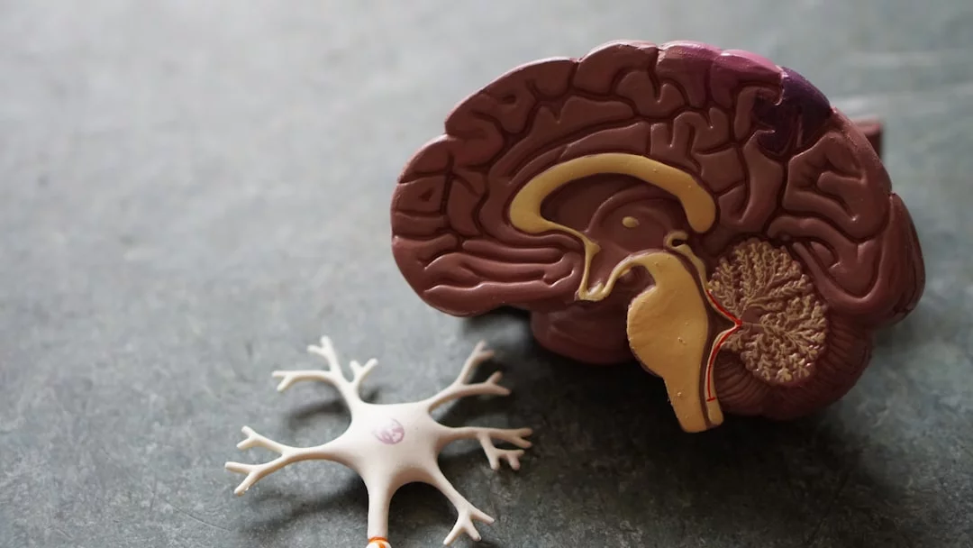 What Muscle Memory Really Means in the Brain Human brain toy illustrating what is muscle memory in the brain and how it is built and rebuilt