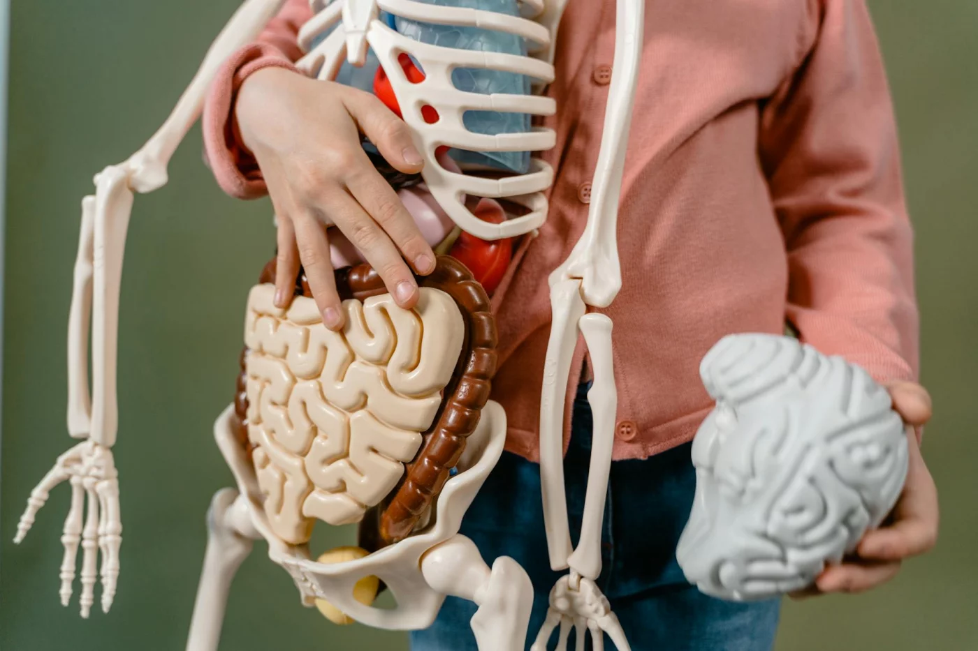 What Part of the Brain Controls Balance and Coordination? Child examining an anatomical skeleton model to learn what part of the brain controls balance and coordination