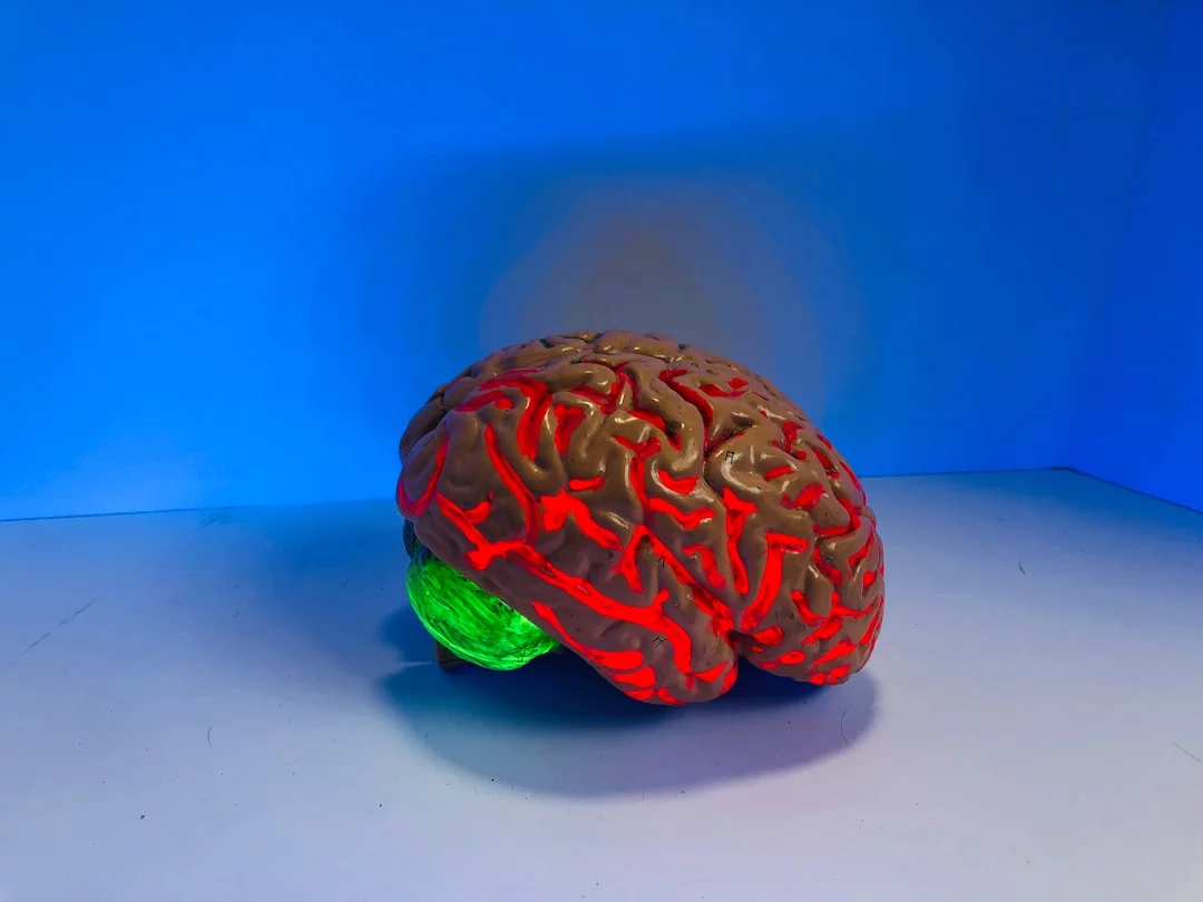 What Part of the Brain Controls Memory and Concentration? Brain figurine quick reference showing what part of the brain controls memory and concentration
