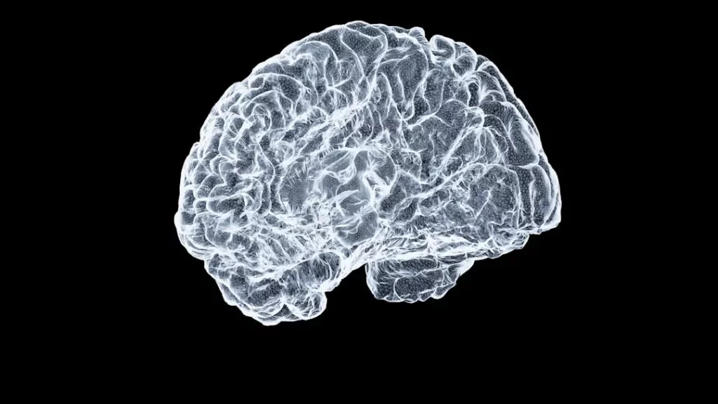 What Part of the Brain Is Responsible for Motivation? 7 Systems That Actually Matter Close-up of a human brain on black background showing what part of the brain is responsible for motivation