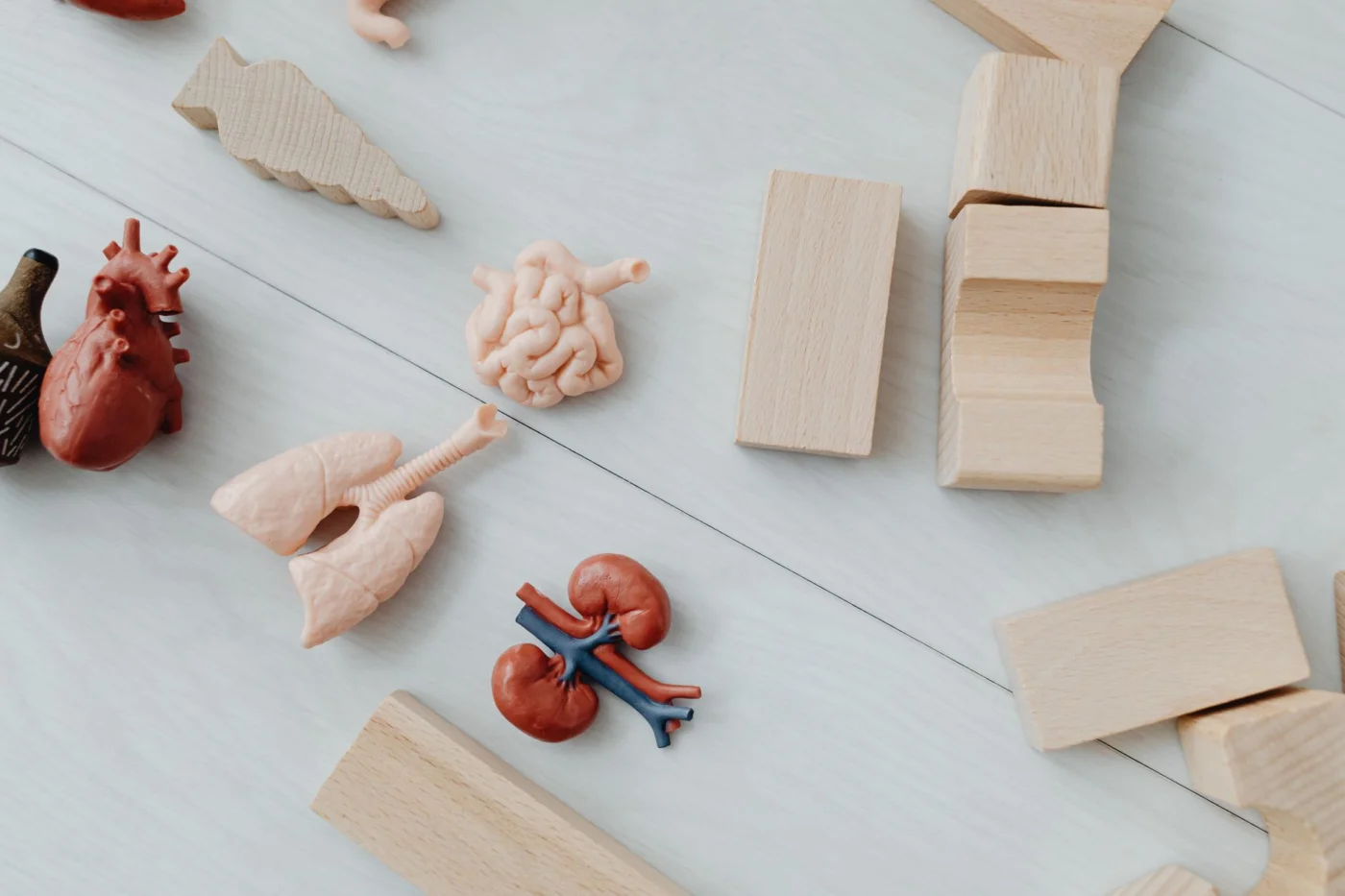 What Motor Learning Theory Says About Practicing Better Wooden learning blocks and anatomy toys illustrating what is motor learning theory through the FreeBrain practice loop